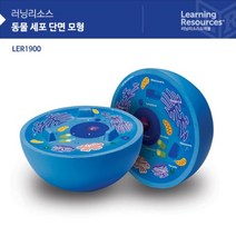 초등과학 수업 호기심 동물세포 단면 모형 교구 완구 핵 남아 신기한장난감 4살