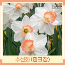 수선화 구근 모종 핑크참 2개