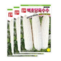 옥수수씨앗종자 백초당 옥수수(100립X3) S0132