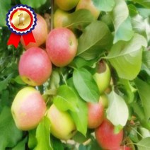 루비에스(미니사과) 결실주 5년생 키움원예 조경수 유실수 사과