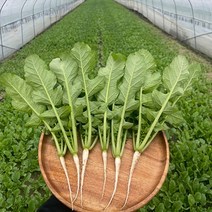 싱싱 포천 열무 4kg 당일수확