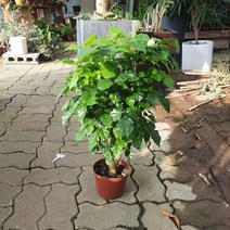 녹보수 관엽식물 중대품 35~60cm 149