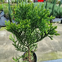 세종식물원 나한백 21cm화분 피톤치드 묘목