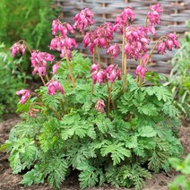 [풀떼기] 금낭화 숙근 모음 / 금낭화 뿌리 노지월동, 1. 럭셔리안트