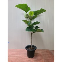 이브가든 휘카스 움베르타 / 랜덤 발송 / 나무 높이만 60~80cm내외, 1개