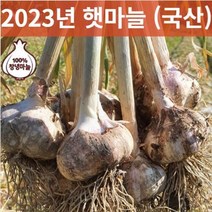 23년 국산 창녕 햇마늘 직접재배 산지직송 통마늘 저장 장아찌 마늘 상크기 3kg 5kg 10kg, 상5kg, 1개