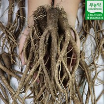 제주도 무농약 생 도라지 1kg (중 상 특) 약도라지 돌가지 나물용 즉용 정과용 제주직송, 제주 생 도라지 1kg 중 (나물용 즙용), 1개