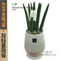 치타플라워 승진축하화분 스투키 공기정화식물 [CTstk04-03] 생일 이사 개업 관엽식물 전국 당일 꽃배달 (서울.경기일부 이미지와 동일상품 출고)