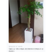 없음 [반값화분] MAIN-대형해피트리140(행복나무) 직접배송 축하화분 개업화분 거실화분 카페화분 인테리어화분 아레카야자 극락조 알로카시아 파키라 고무나무, 기본상품(막분+접시받침)