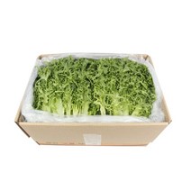 치커리 싱싱한 치커리 2kg 발품장터