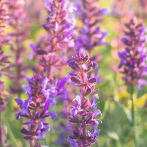 프랑스와즈 클라리 세이지 에센셜오일, 10ml