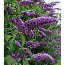 붓들레아-보라 8cm포트(3개) 노지월동 여러해살이 천지가야생화