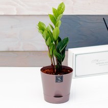 아침향기 실내공기정화식물 기능성 에코화분 커피, (에코화분/커피) 금전수, 1개