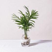 필플랜트 수경재배식물 플레어글라스 DIY세트 몬스테라수경재배, 1개, 1.테이블야자+수경재배세트(플레어글라스+흰돌)