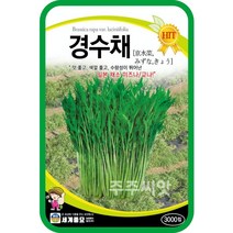 주주씨앗 경수채 씨앗 2000립 / 수채 커몬 교나 미즈나 일본 쌈 채소 새싹채소 싹기름채소 kyona 텃밭씨앗 홈가드닝, 1개