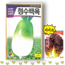 청수백옥무 30g 23년포장 김장무씨앗, 1개