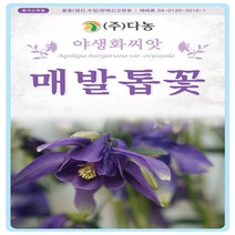 야생화 꽃씨 매발톱꽃 400립