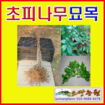(D소망)초피나무묘목(실생2년생) 5그루
