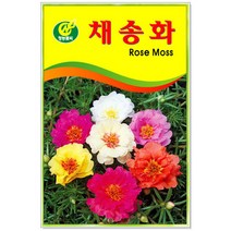 채송화 250립 꽃씨