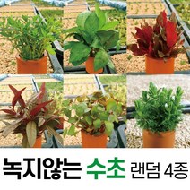 엔젤피쉬 구매 후기 많은곳