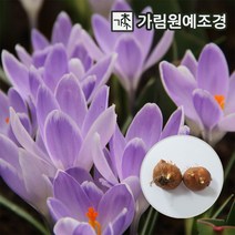 크로커스 구근 샤프란 뱅가드 즈와넨버그 5구세트 2023년 신상품, 뱅가드(5구세트)