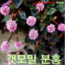 팝플라워 갯모밀 분홍(개모밀) 씨앗 15립, 상세페이지 참조