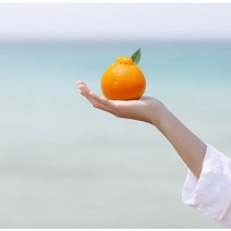 추석 설날 제주도 효은 한라봉 친구 부모님 명절 결혼식 양갱 선물세트 [원산지:국산], 한라봉 양갱 2구 세트, 2박스, 130g