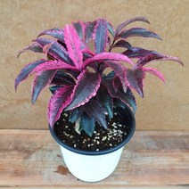 [용이네 화원] 고급진 자주색 홍공작 만냥금 130 화원 농원, 1개