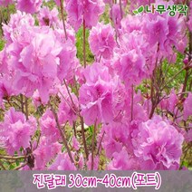 착한가격 나무생각 / 철쭉모음 / 30cm/40cm / 5주묶음, 영산홍(대왕) 40cm 5주묶음, 1개
