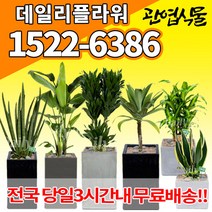 개업축하화분배달 개업식 실내화초 금전수 돈나무 산세베리아 행운목 해피트리 크로톤 스투키 뱅갈고무나무 극락조 알로카시아 개업선물 집들이 거실화분, (선택93)마리안느