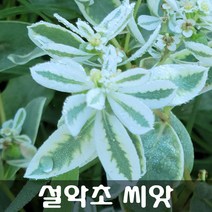 [해피플라워] 설악초 씨앗 50립 / 봄 파종 꽃씨