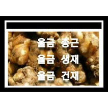 울금종근 5k 울금모종 울금씨앗재배