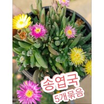 송엽국-5개묶음/잎이 채송화 같고 사철 꽃을 피운다고 하여 사철채송화라고