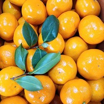 후니팜 고당도 제주 감귤 5kg, 로얄과 5kg