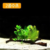 수초-2종유목수초 마츠모 위스테리아-어항 수족관 수중식물, 없음