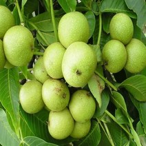 호두나무 왜성 진연4호 신령 유경접목 상묘 특묘, 호두나무왜성 진연 4호 특묘