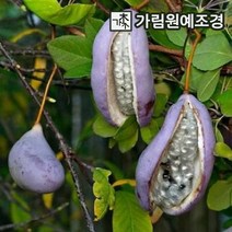 으름나무 대과종 포트묘 유실수 가림원예조경, 개량으름 3.5치 포트, 2개