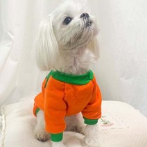 바보사랑 펫 할로윈 펌프킨 의상.파티클럽, S／보험가입