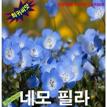 (희귀씨앗) 네모필라 베이비블루아이 15립