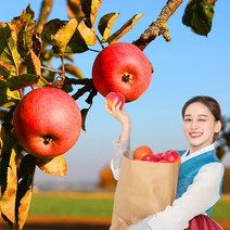 욜케이유 부사 꿀 사과 맛있는 정품 못난이 주스용 가정용 흠집 경북 충주 거창, 가정용 소과 44-47과 10kg