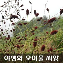 [해피플라워] 야생화 오이풀 씨앗 0.1g / 봄 여름 파종 여러해살이 꽃씨