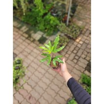 추위강함 황칠나무 야생화 25-40cm 40
