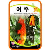여주 씨앗 10립 / balsam apple seed 희귀 식물 이색 종자 텃밭가꾸기
