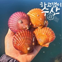 하고잽이수산 통영 세척 제철 홍 비단 가리비, 1개, 1.5kg