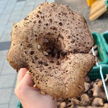 울진 진주농산 국내산 능이버섯 (생 냉동 건조 택1), 냉동1kg, 1개