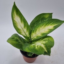 마리안느(소품)