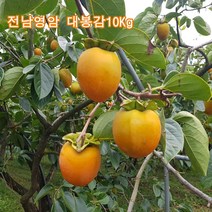 전남 영암 월출산 기를 먹고자란 꿀 영암 대봉감 10kg 46과~50과(소) 곶감용 25일부터 순차배송, 41~45과(중)곶감용