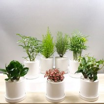 실내 거실 집들이 축하화분 특 대 중 소 도자기화분에 사진그대로 실내인테리어 개업 이전 사무실오픈 승진축하, 1+1선택, 14번 테이블야자+금전수