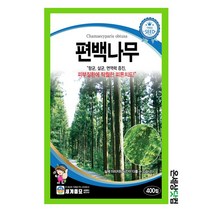 편백나무 400립 / 수목종자 화단 정원 마당 관상용 벽면 정원 조경가꾸기