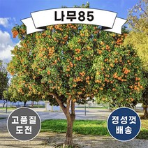 (나무85) 귤나무 7종 시리즈, 6.금귤(낑깡) 7치